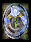 Creation - Japanese Iris