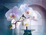 Blush Orchids