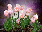 Blush Pink Tulips