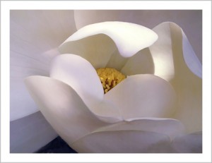 southern_magnolia