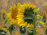 Sunflower's Dream