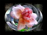 Creation - Peach Rose