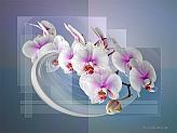 Orchid Ballet