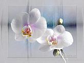 Soft Pink Orchids II