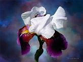 White and Violet Iris